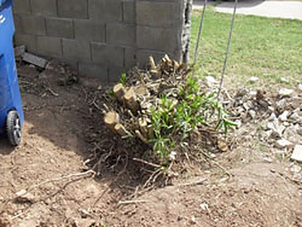 Stump and root flare in a residential yard before removal